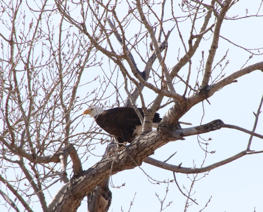 A Bird in The&nbsp;Hand