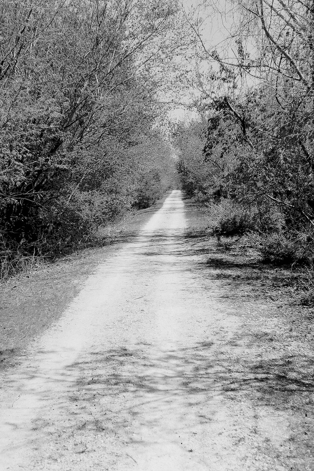 Stride on Freshly Lain&nbsp;Carpet?